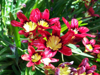 Pink Yellow Sparaxis Flower Seeds for Planting Fragrant Blossoms Heirloom & GMO Free Seeds for Home Garden
 
 Sale