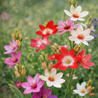 Ixia Magic Wand Mix colorful flowers blooming in the garden
