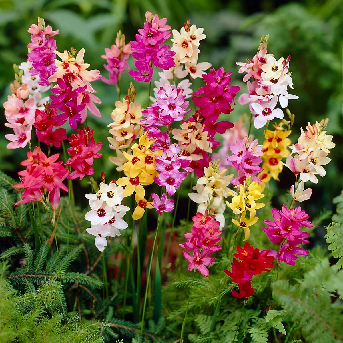 Ixia Magic Wand Mix flowers growing in a sunny garden