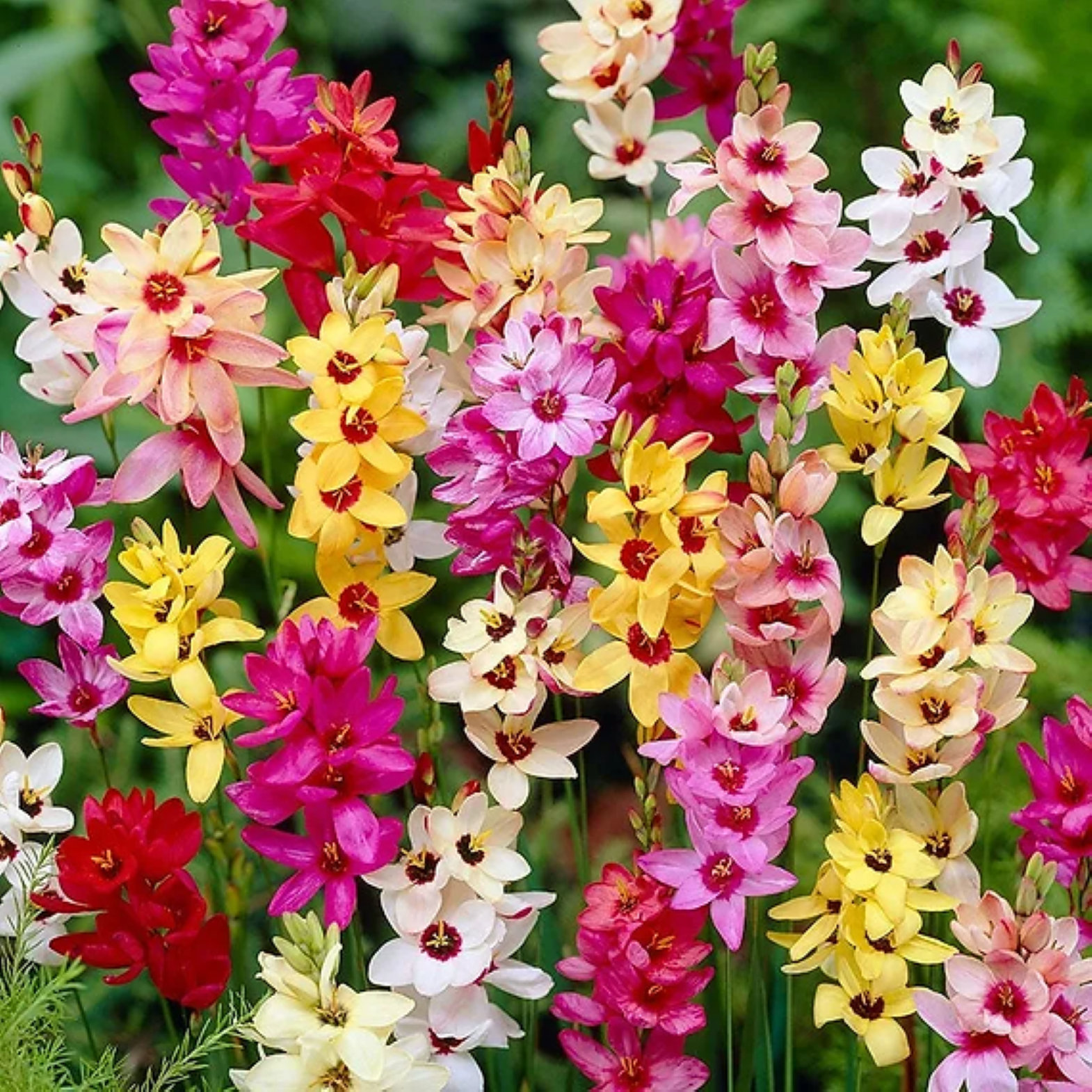 Ixia Magic Wand Mix spring flowers with colorful blooms