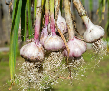 Close-up of Fresh Siberian Hardneck garlic bulbs with firm cloves