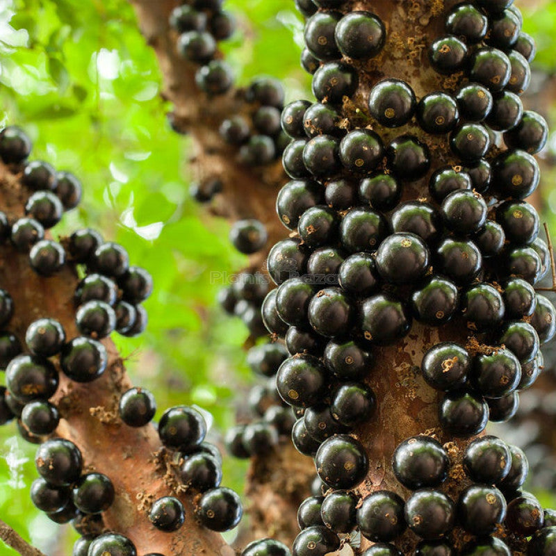 Jaboticaba Fruit Seeds for Planting  Grow Exotic Tropical Fruit in Your Garden