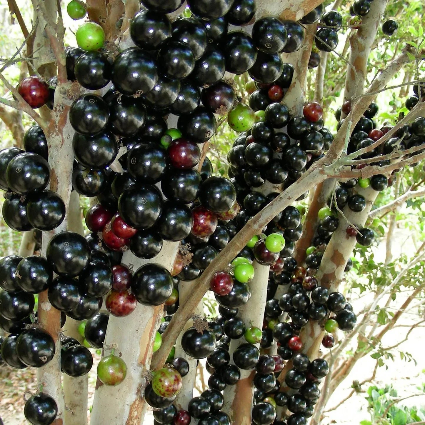 Jabuticaba fruit seeds for planting in home gardens