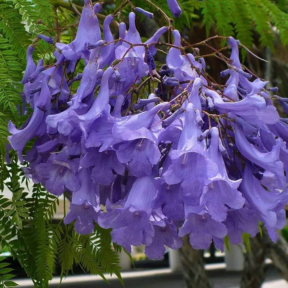 Purple Jacaranda Flower seeds for Planting - Bright Blooms, Heirloom & GMO Free Seeds for Home Garden
