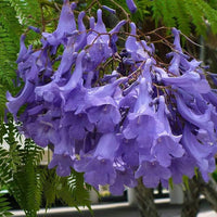 Jacaranda Flower Seeds for Planting  Create a Vibrant Garden