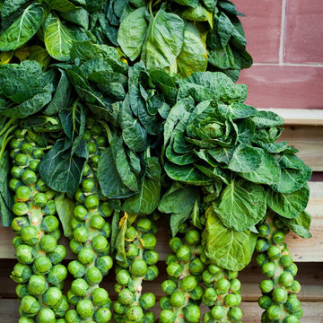 Jade Cross Brussels Sprouts Seeds for Planting