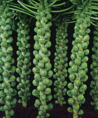 Jade Cross Brussels Sprouts Growing in Garden