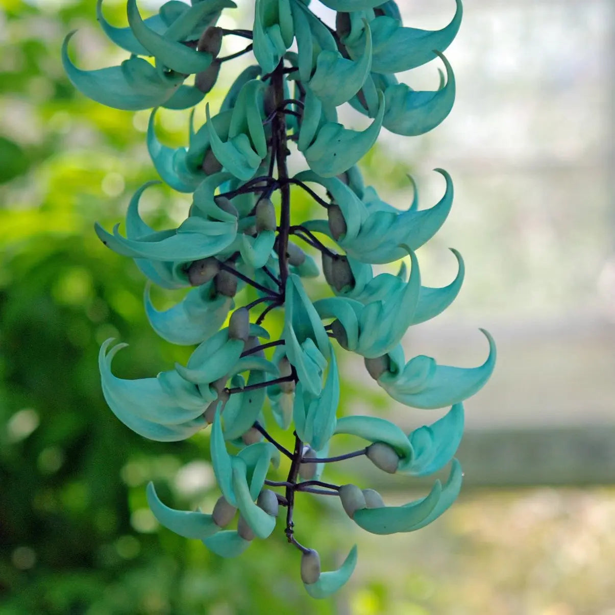 Jade Vine (Strongylodon macrobotrys) flowering vine with cascading turquoise blooms growing on a garden trellis.