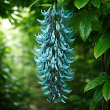 Jade Vine (Strongylodon macrobotrys) seeds for planting in home gardens.