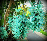 Jade Vine tropical flower seeds for ornamental vertical garden planting.