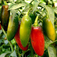 Jalapeno Chili Pepper Seeds for Planting