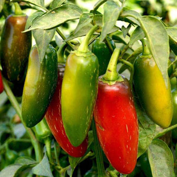 Jalapeno Chili Pepper Seeds for Planting