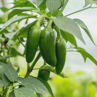 Jalapeno Chili Pepper Plants Growing in Garden