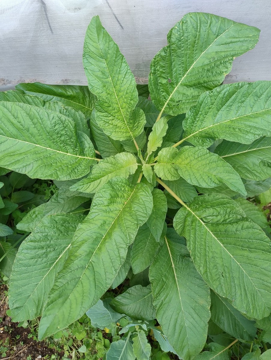 Healthy Jamaican Callaloo plants thriving in containers with lush green leaves