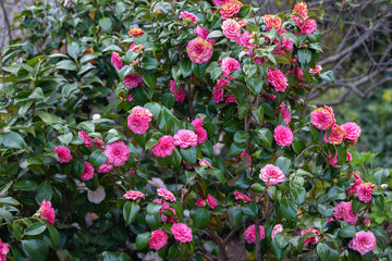 Japanese (Japanese Camellia) seeds for planting in home garden