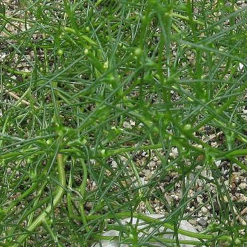 Saltwort Okahijiki growing in a garden bed