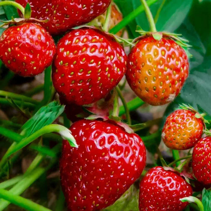 Japanese Hokowase strawberry plants with green foliage and red fruit