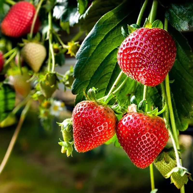 Japanese Hokowase Strawberry seeds for planting in home gardens.