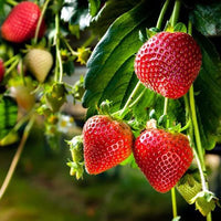 Japanese Hokowase Strawberry seeds for planting in home gardens.