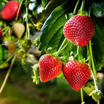 Japanese Hokowase Strawberry seeds for planting in home gardens.