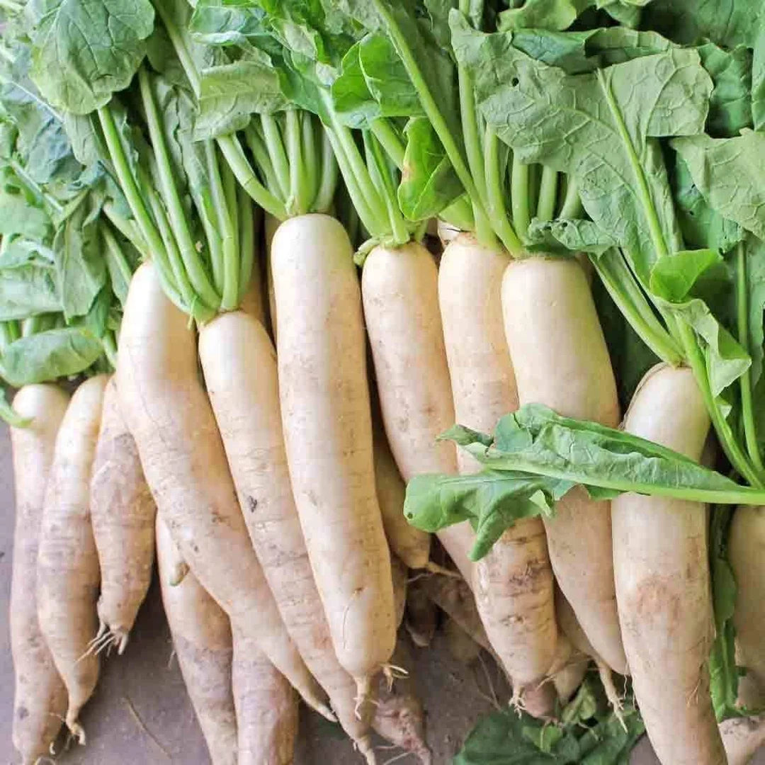 Japanese Minowase Radish with Long White Daikon Root