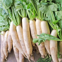 Japanese Minowase Radish with Long White Daikon Root