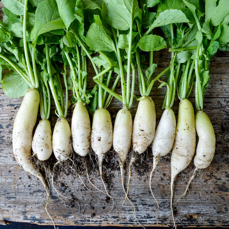 Japanese Minowase Radish Seeds for Home Garden