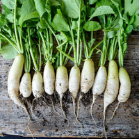 Japanese Minowase Radish Seeds for Home Garden