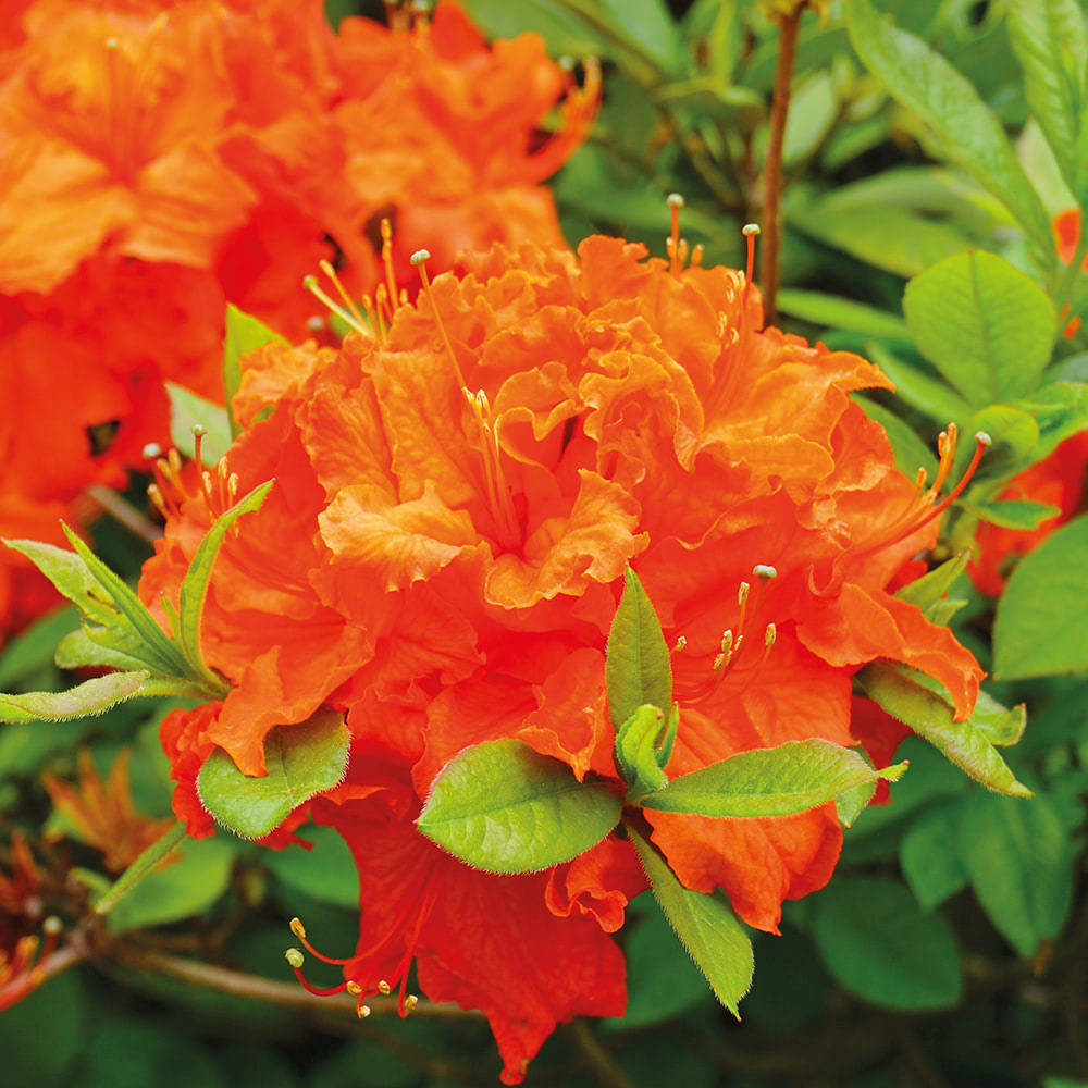 Japanese Orange Azalea shrub for garden planting