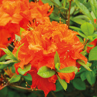 Japanese Orange Azalea shrub for garden planting