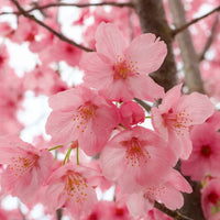 Japanese Pink Cherry Plum Blossom Sakura tree seeds for ornamental garden planting