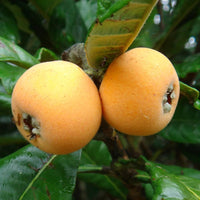 Japanese Plum Loquat Tree Growing in Garden