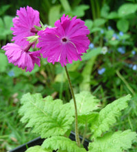 Japanese Primula sieboldii flowering plants with delicate colorful blooms.