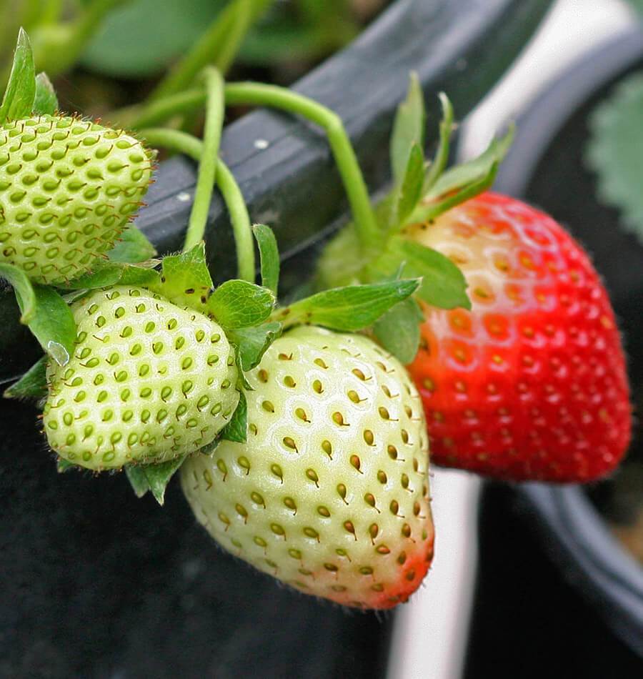 Japanese Hokowase Strawberry fruit seeds for growing in hanging baskets and garden spaces.