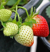 Japanese Hokowase Strawberry fruit seeds for growing in hanging baskets and garden spaces.