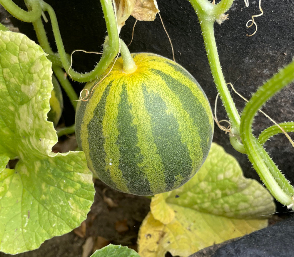 Heirloom Tigger melon with distinctive striped skin growing on the vine