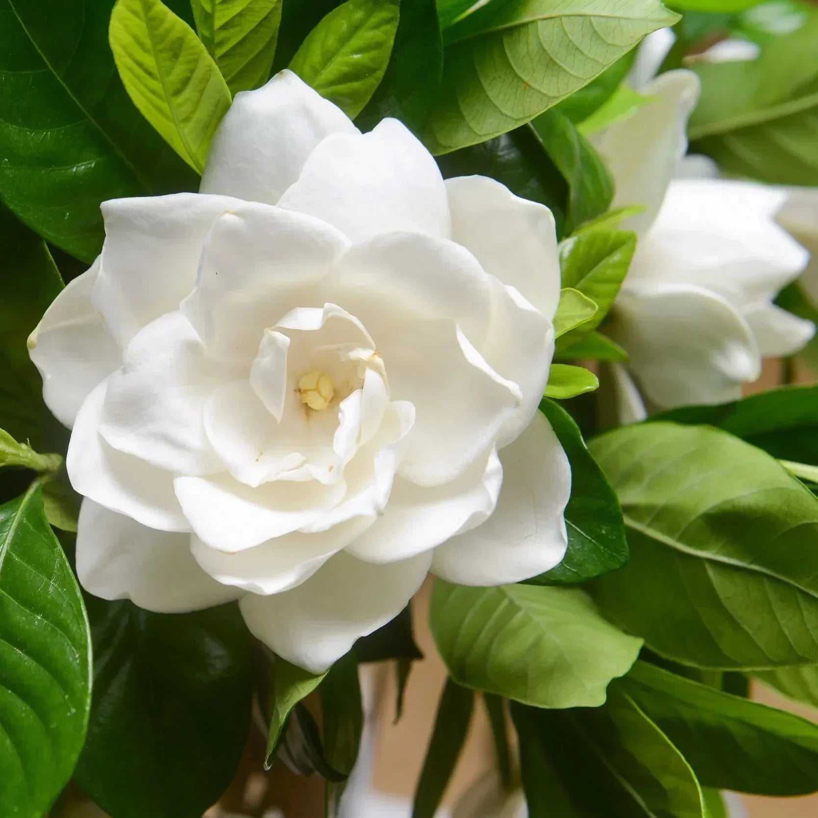 Jasmine flower seeds for planting in home gardens and containers.