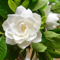 Jasmine flower seeds for planting in home gardens and containers.