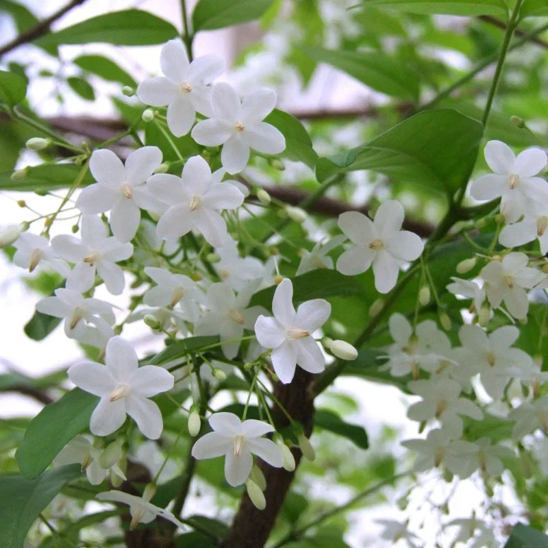 Jasmine Flowering Plant in Outdoor Garden