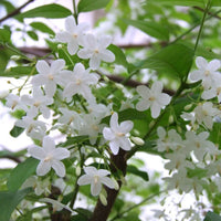 Jasmine Flowering Plant in Outdoor Garden