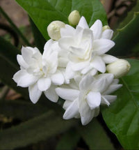 Jasminum flower seeds suitable for raised beds, borders, and containers.