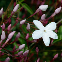 Jasminum polyanthum flower seeds suitable for raised beds, patios, and containers.