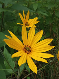 Heirloom Topinambur flower seeds for vibrant perennial garden displays