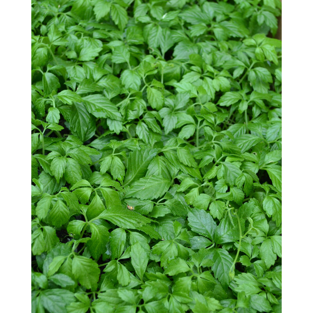 Gynostemma Pentaphyllum herb seeds for growing in home gardens and containers
