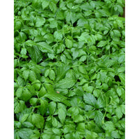 Gynostemma Pentaphyllum herb seeds for growing in home gardens and containers