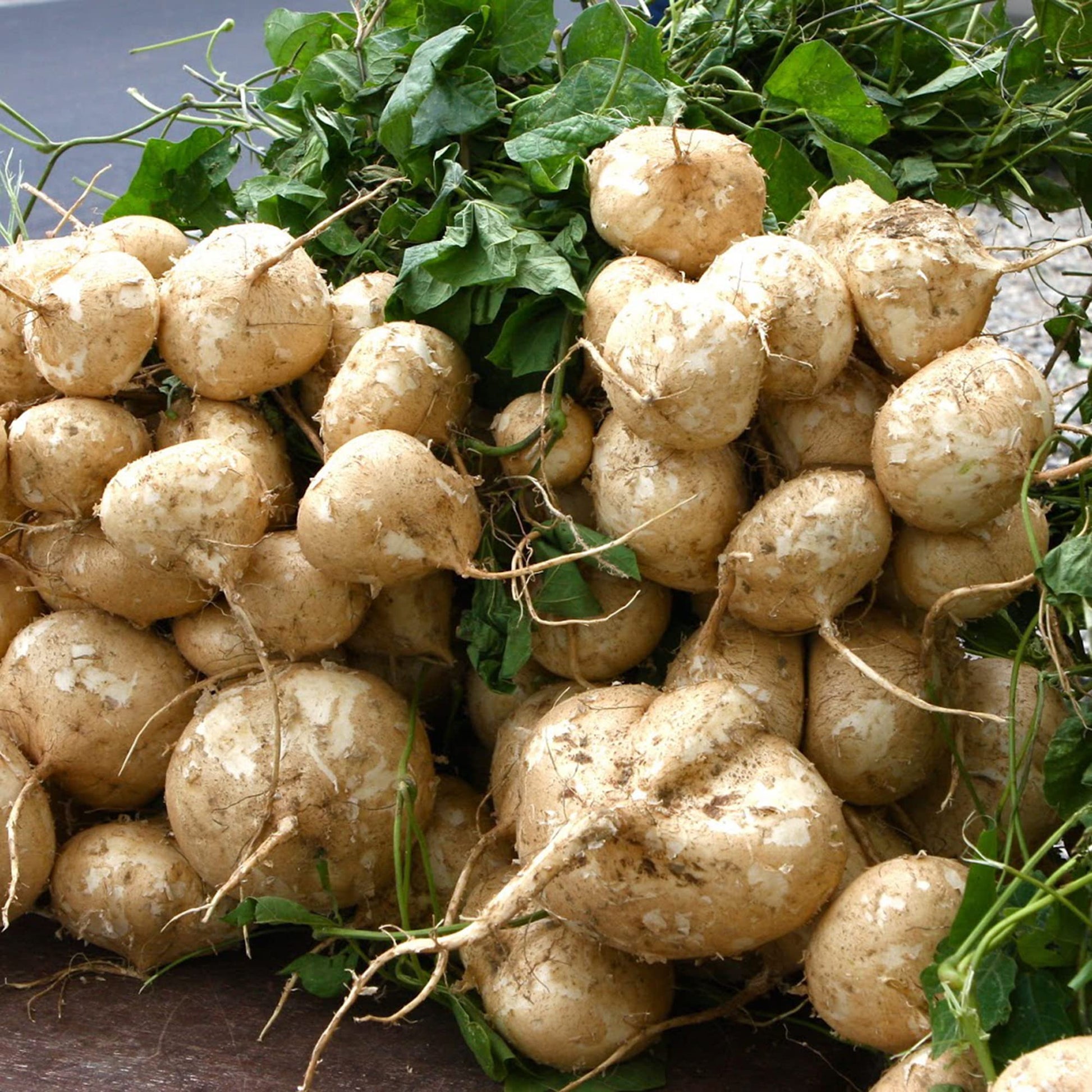 Mexican Turnip Jicama Plant Growing in Garden