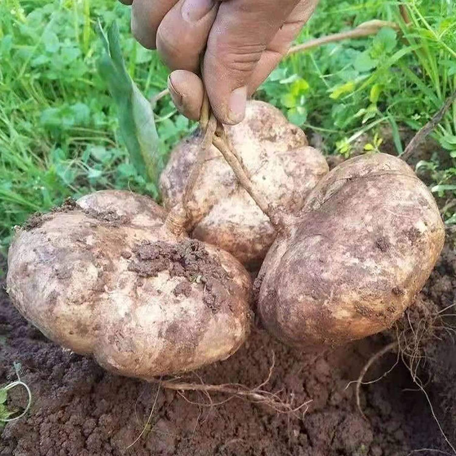 Jicama Seeds for Planting Mexican Yam Bean