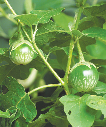 Jilo Comprido Verde Claro Eggplant heirloom seeds for home garden planting