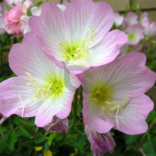 Oenothera speciosa (Mexican or Showy Evening Primrose)Flower Seeds for Planting Flower seeds for Planting Bright Blooms Heirloom GMO flower your garden
