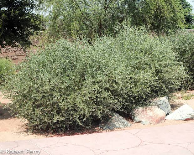 Heirloom Jojoba shrub seeds suitable for raised beds and large containers.